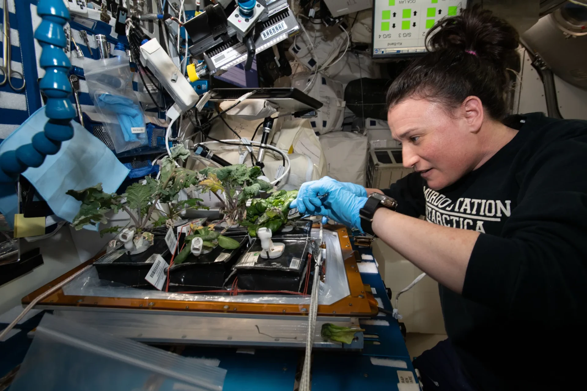 Serena Auñón-Chancellor récolte du chou frisé rouge (red Russian kale) et de la laitue dragoon cultivés dans le dispositif Veggie à bord de l’ISS.